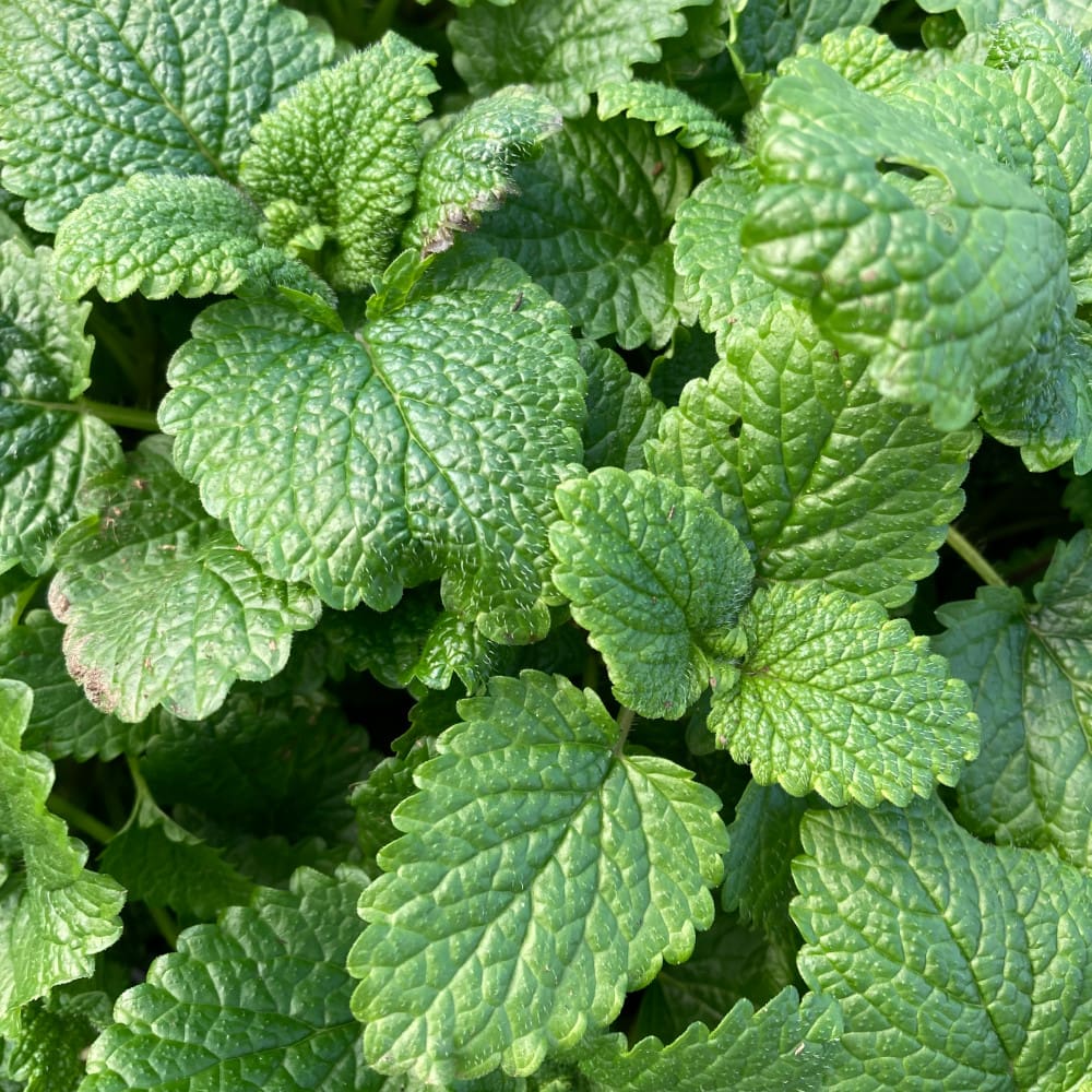 lemon balm